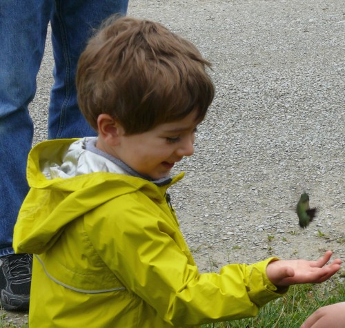 Young child releasing Ruby-throated hummingbird