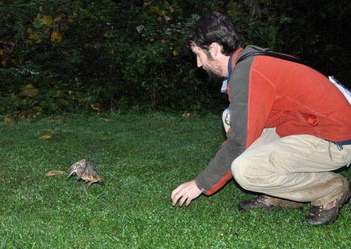 Man releasing American Woodcock into the grass