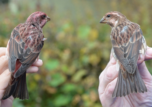 Backs of a male and a female purple finch