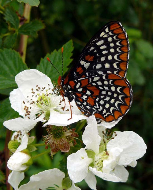A Baltimore Checkerspot butterfly on flowers