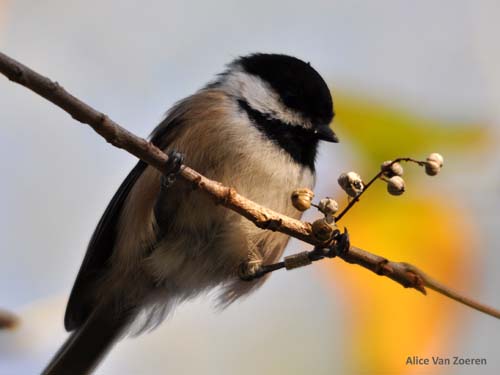Banded Black-capped Chickadee on a branch
