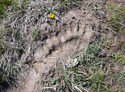 Bear tracks in the dirt