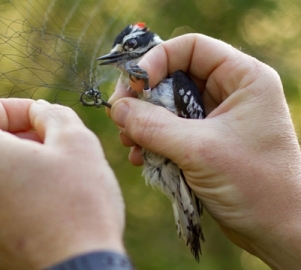 Bird being removed from net