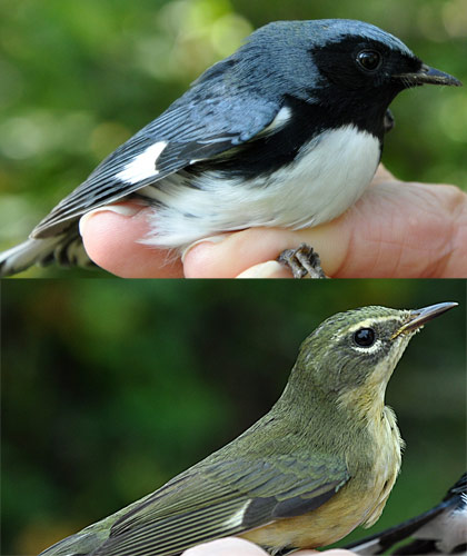 Black-throated Blue Warblers, male on top, female in bottom image
