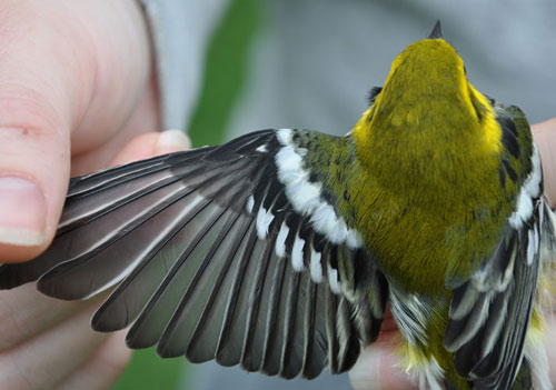 Male Black-throated Green Warbler wing outstretched from top