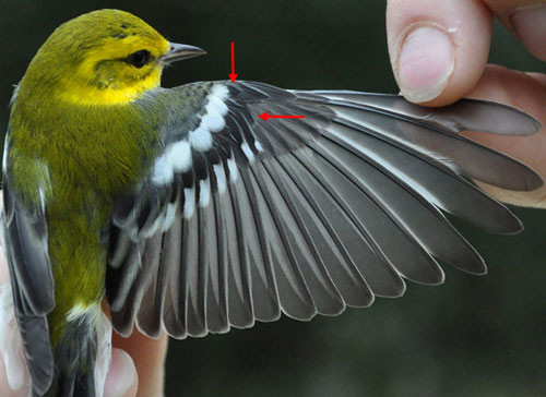 Male Black-throated Green Warble wing stretched, from the back