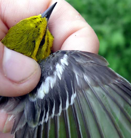 Black-throated Green Warbler wing outstretched, from above