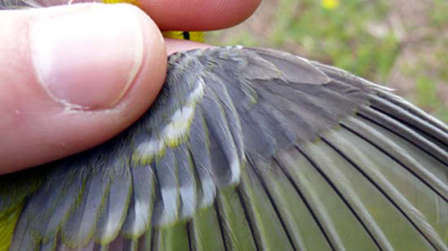 Wing detail of male Blue-winged Warbler