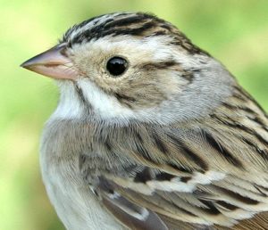 clay-colored sparrow