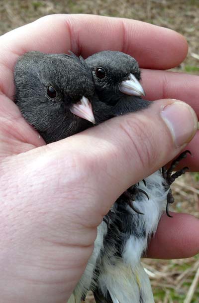 Two Dark-eyed Juncos in a hand