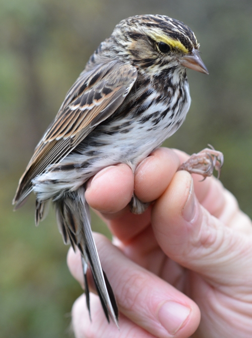 Detailed side image of head and body of Savannah Sparrow