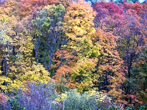 Multi-colored fall foliage