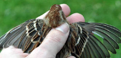 Field Sparrow, showing the back of the head