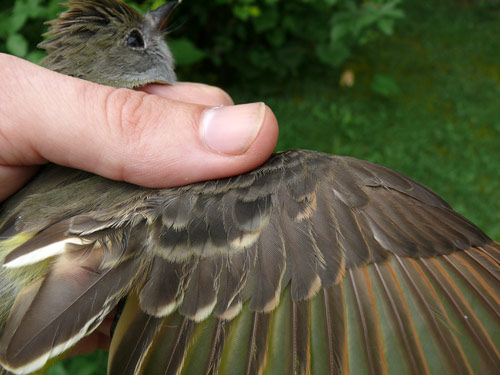 Great-crested Flycatcher wing