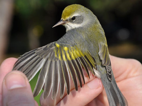 Female Golden-winged Warbler with wing outstretched