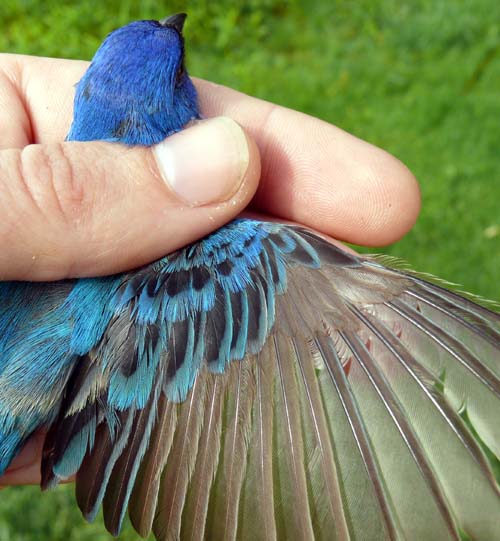 male Indigo Bunting from above