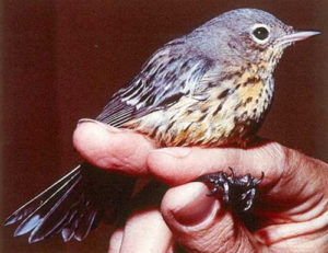Kirtland Warbler