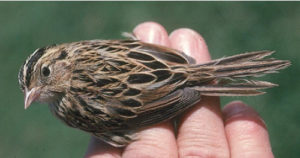 Le Conte’s Sparrow