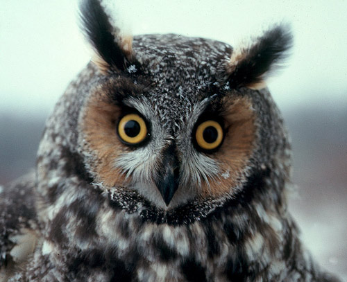long-eared owl, an owl with a brown face, yellow eyes, and a long black ears