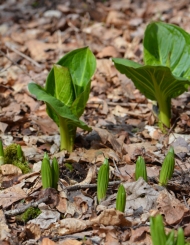 skunk cabbage coming up in the spring
