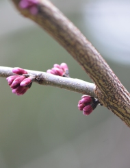 tree branch with pink buds