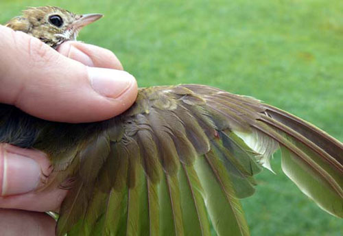 Wing of a molting Ovenbird