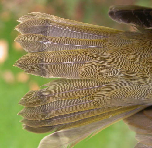 Young Ovenbird tail detail