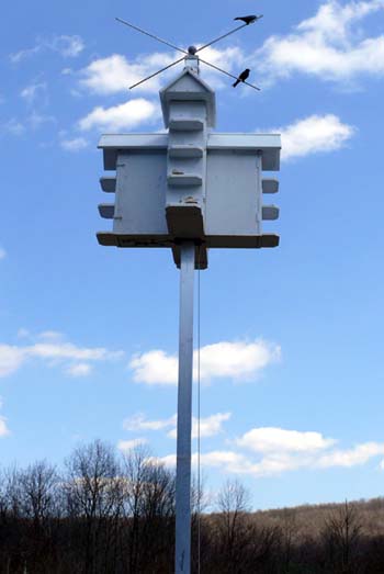 Bird house on a pole