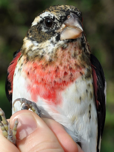 Close up of Rose-breasted Grosbeak's chest coloration