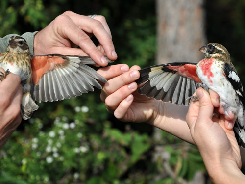 Two Rose-breasted Grosbeaks with wings outstretched to show male and female color variant