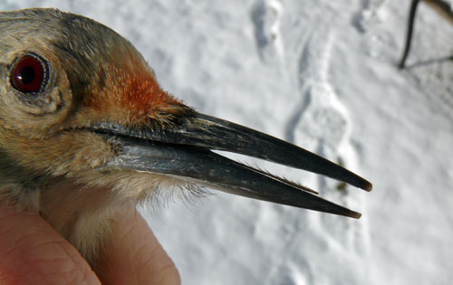 beak of a Red-bellied Woodpecker with a barbed tongue