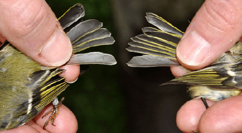 Kinglet tail feather closeup (two birds)