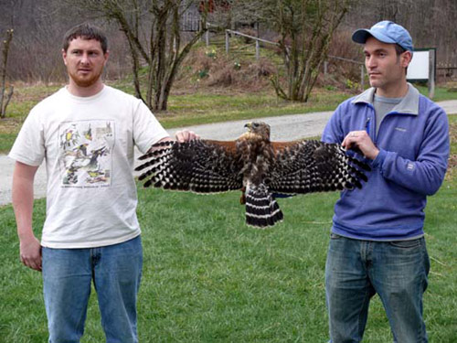 Two men show the wingspan of a female Red-shouldered Hawk
