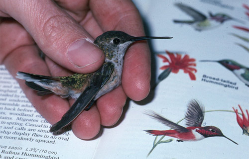 rufous hummingbird next to the drawing of the same bird in a book