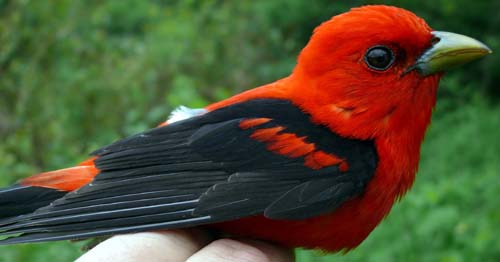 Male Scarlet Tanagers