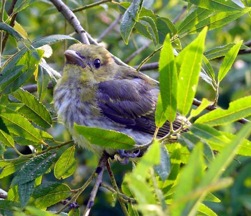 A baby Scarlet Tanager in a tree