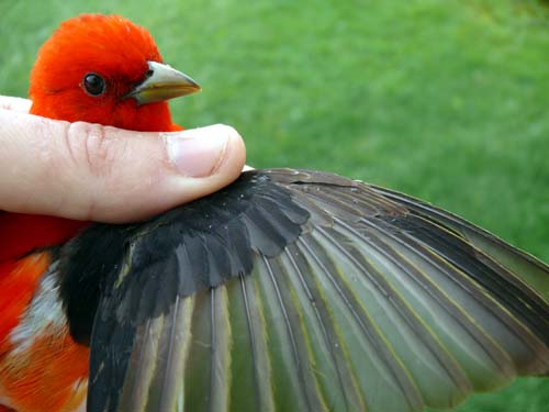 male Scarlet Tanager with molt limits