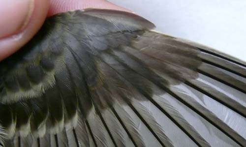 Traill's Flycatcher wing