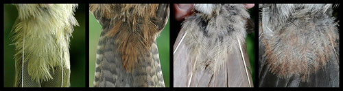 Four tail close ups: Common Yellowthroat, House Wren, Brown Thrasher, Gray Catbird