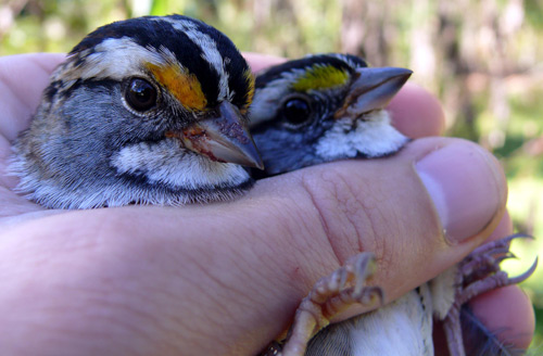 Two White-throated sparrows in a hand