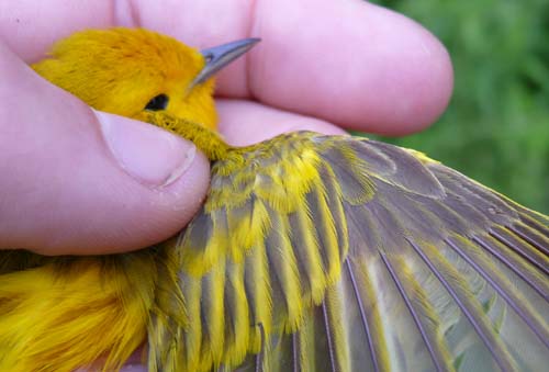 male Yellow Warbler in hand