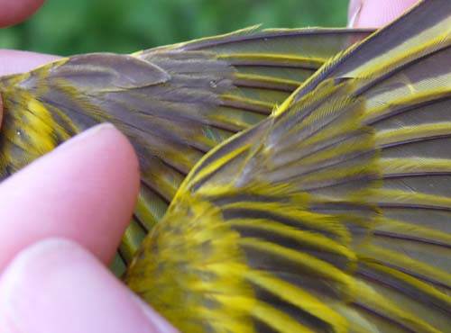 male Yellow Warblers, wing comparison between two