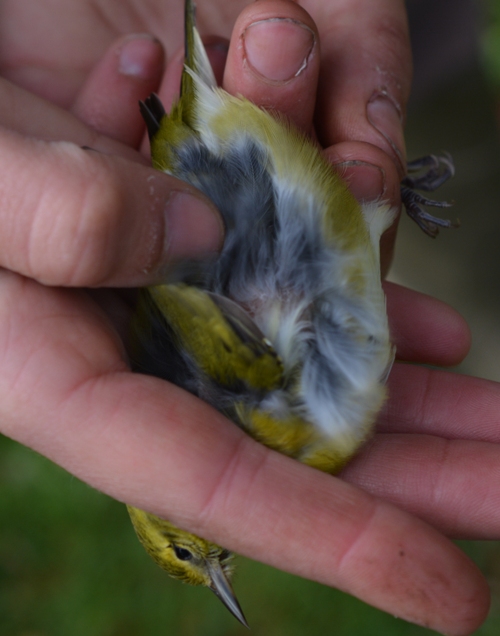 Young bird being measured for fat score