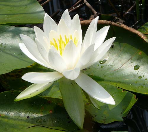 Water lily in bloom