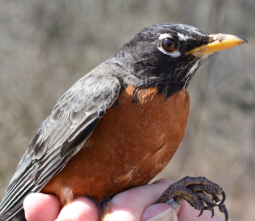 adult male american robin 