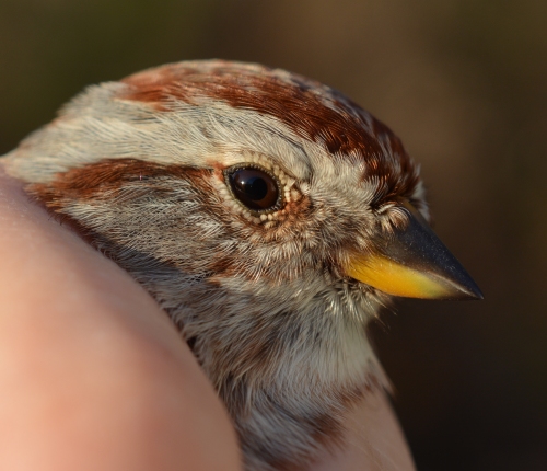 american tree sparrow bill