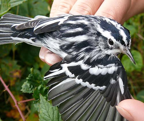 AHY male Black-and-white Warbler
