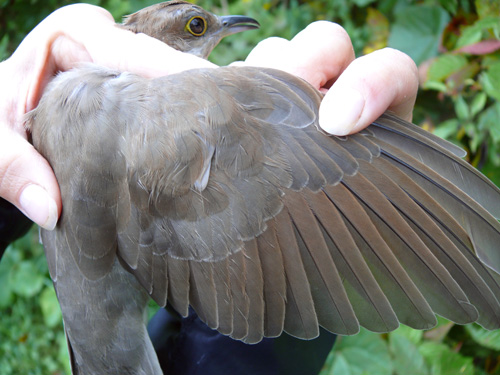 Black-billed Cuckoo wing with juvenile feathers