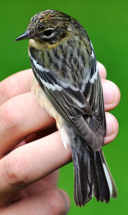 female bay breasted warbler