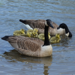 canada goose with goslings 